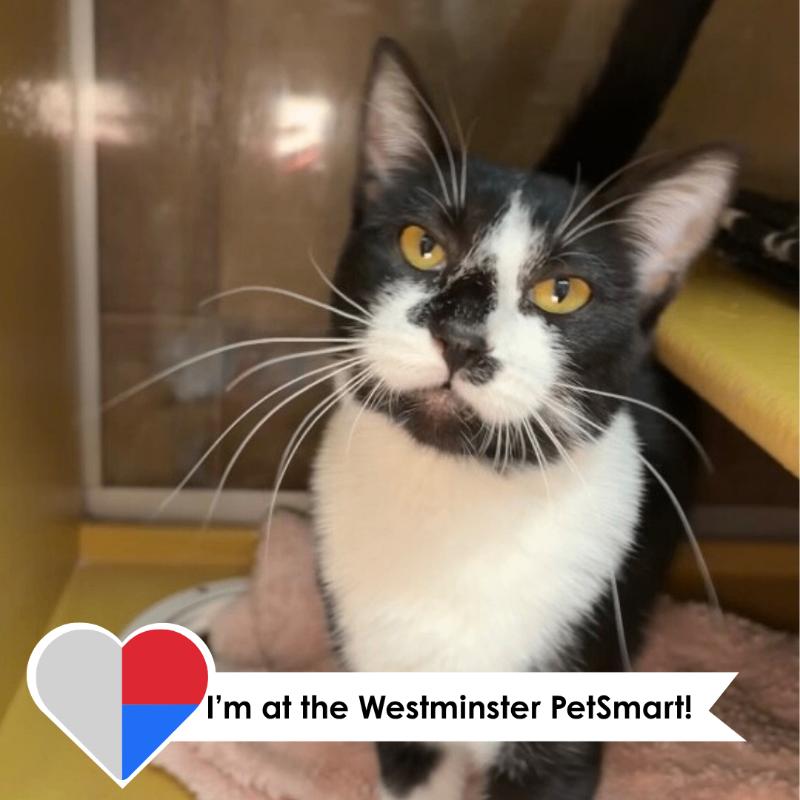Botany, Adoptable, Adult Female Domestic Short Hair.
