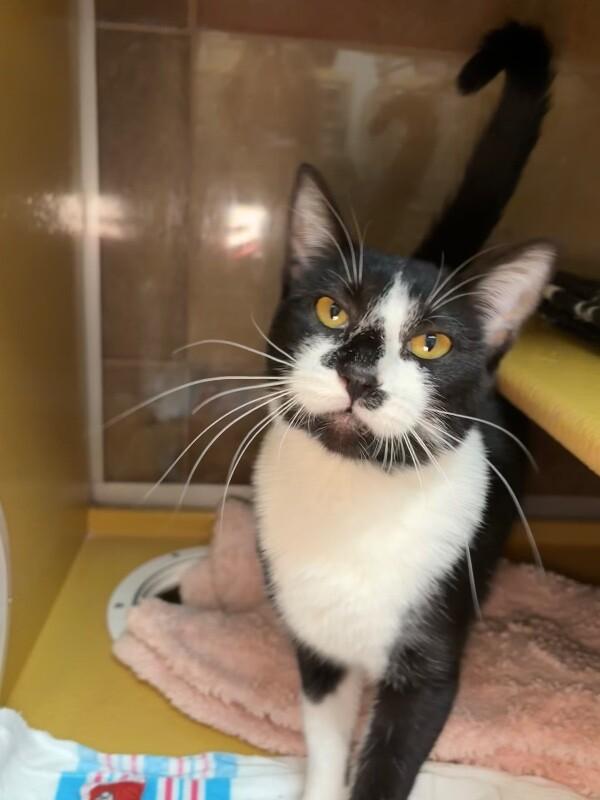 Botany, a Adoptable Domestic Short Hair in Westminster, CO image 3/6
