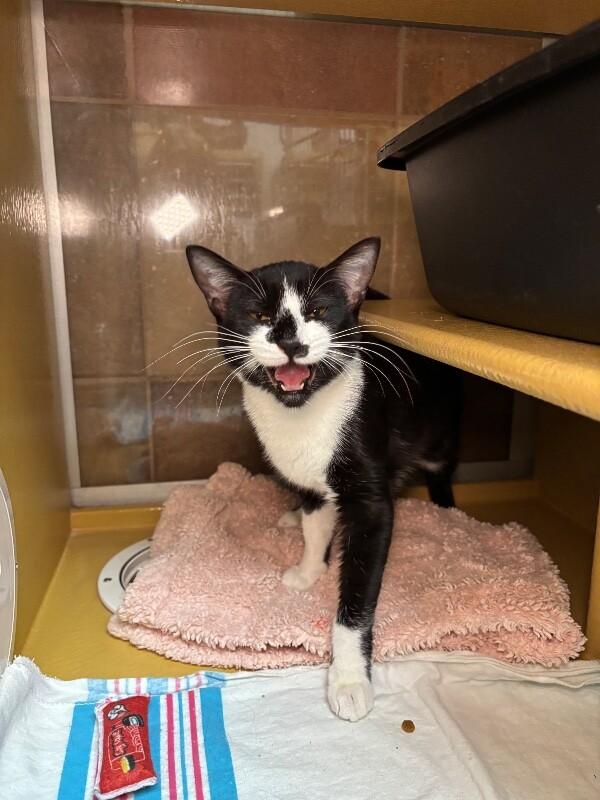 Botany, a Adoptable Domestic Short Hair in Westminster, CO image 6/6