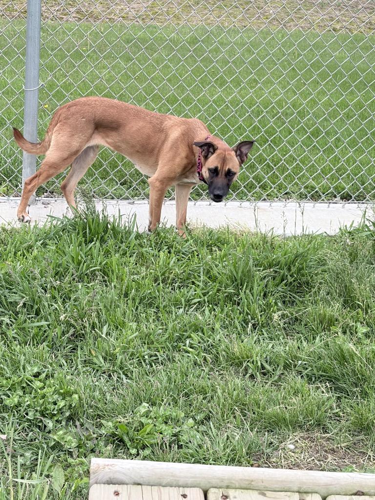 Hattie, Adoptable, Young Female German Shepherd Dog.