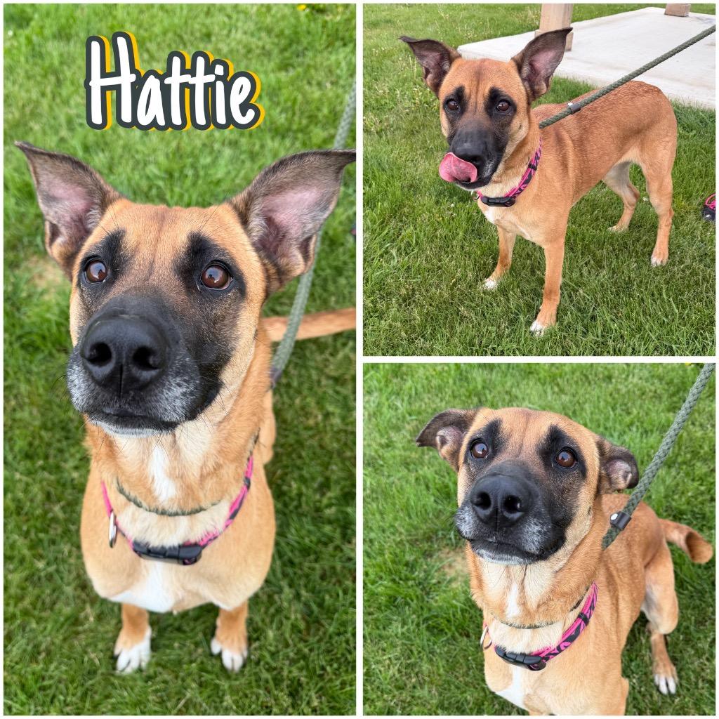 Enlarge Hattie, a Adoptable mixed breed in Pierceton, IN image 2/6