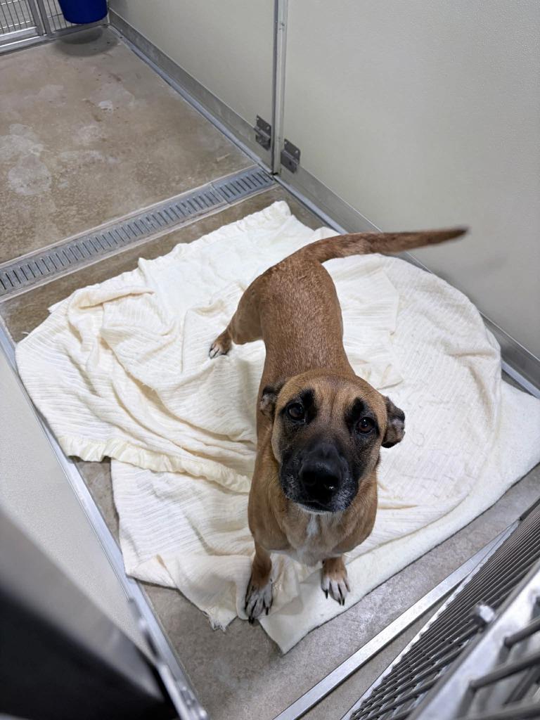 Enlarge Hattie, a Adoptable mixed breed in Pierceton, IN image 3/6