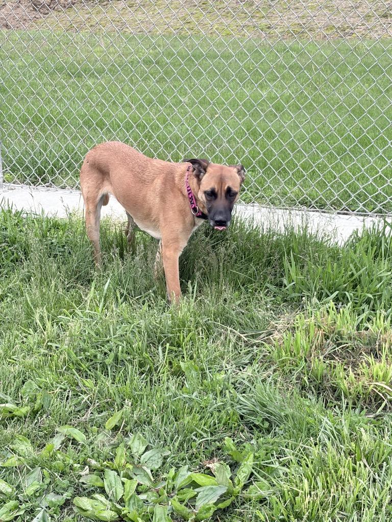 Enlarge Hattie, a Adoptable mixed breed in Pierceton, IN image 4/6