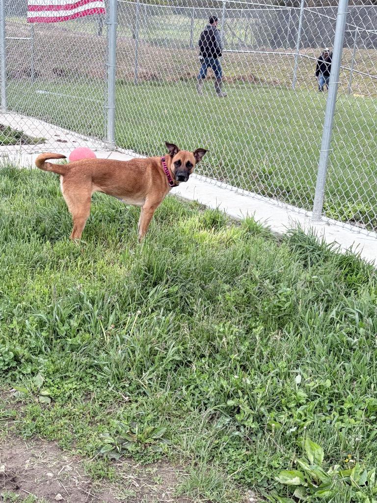 Enlarge Hattie, a Adoptable mixed breed in Pierceton, IN image 5/6