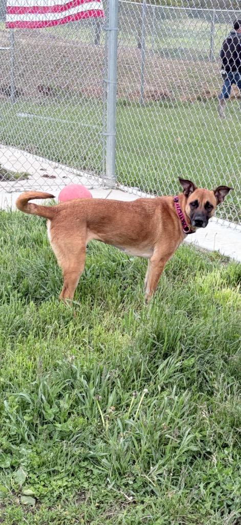 Enlarge Hattie, a Adoptable mixed breed in Pierceton, IN image 6/6