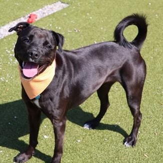 Briseis, a ADOPTABLE Mixed Breed in Athens, GA image 1/5