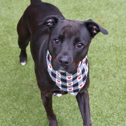 Briseis, a ADOPTABLE Mixed Breed in Athens, GA image 4/5