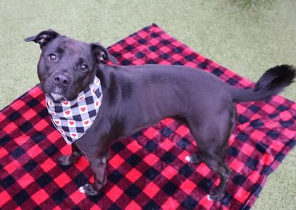 Briseis, a ADOPTABLE Mixed Breed in Athens, GA image 5/5