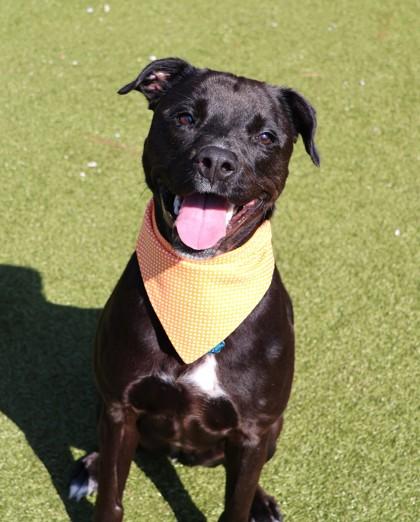 Briseis, a ADOPTABLE Mixed Breed in Athens, GA image 3/5