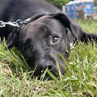Briseis, a ADOPTABLE Mixed Breed in Athens, GA image 2/5