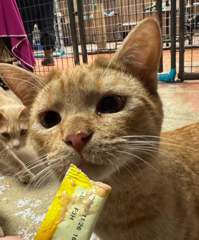 Scorch, Adoptable, Young Male Domestic Short Hair.