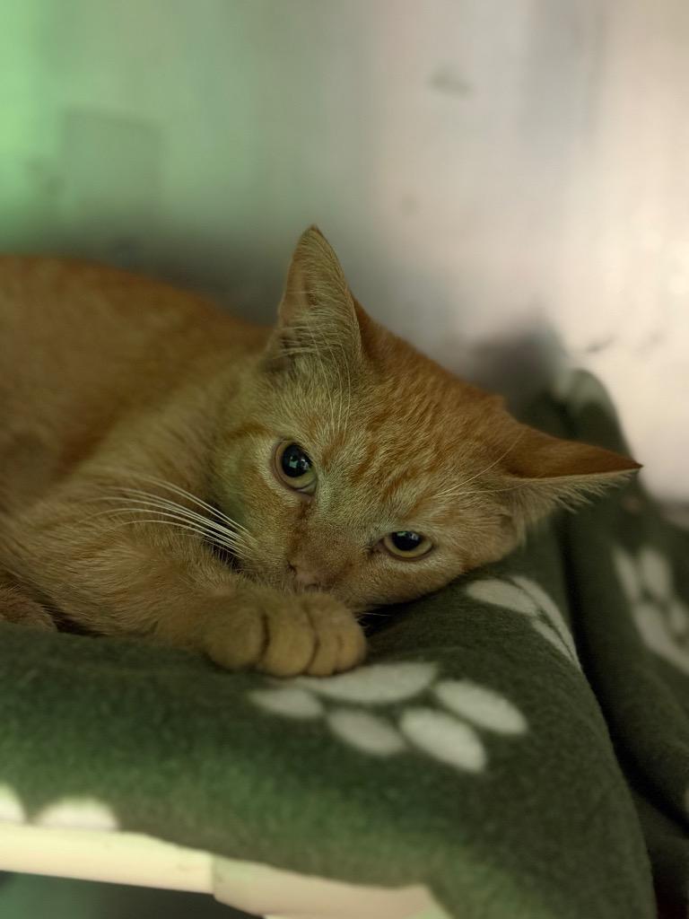 Enlarge Scorch, a Adoptable mixed breed in Olean, NY image 3/3