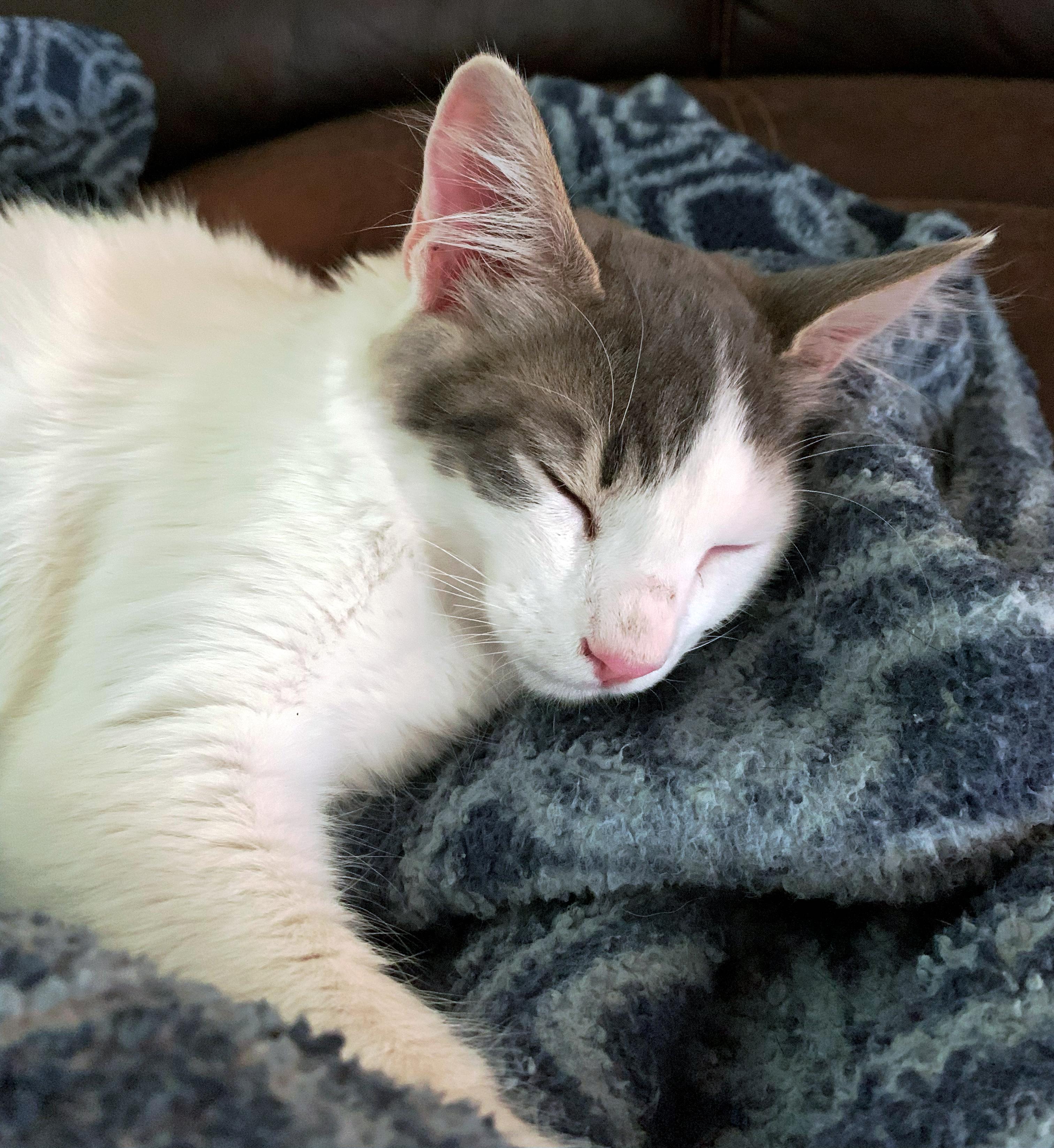 Enlarge Rosemary, a Adoptable Domestic Medium Hair in Fresno, CA image 1/3