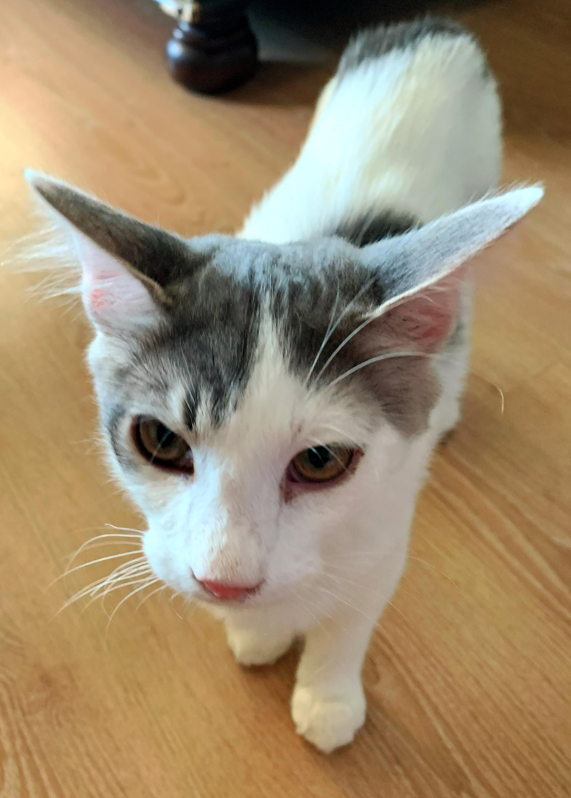 Enlarge Rosemary, a Adoptable Domestic Medium Hair in Fresno, CA image 2/3