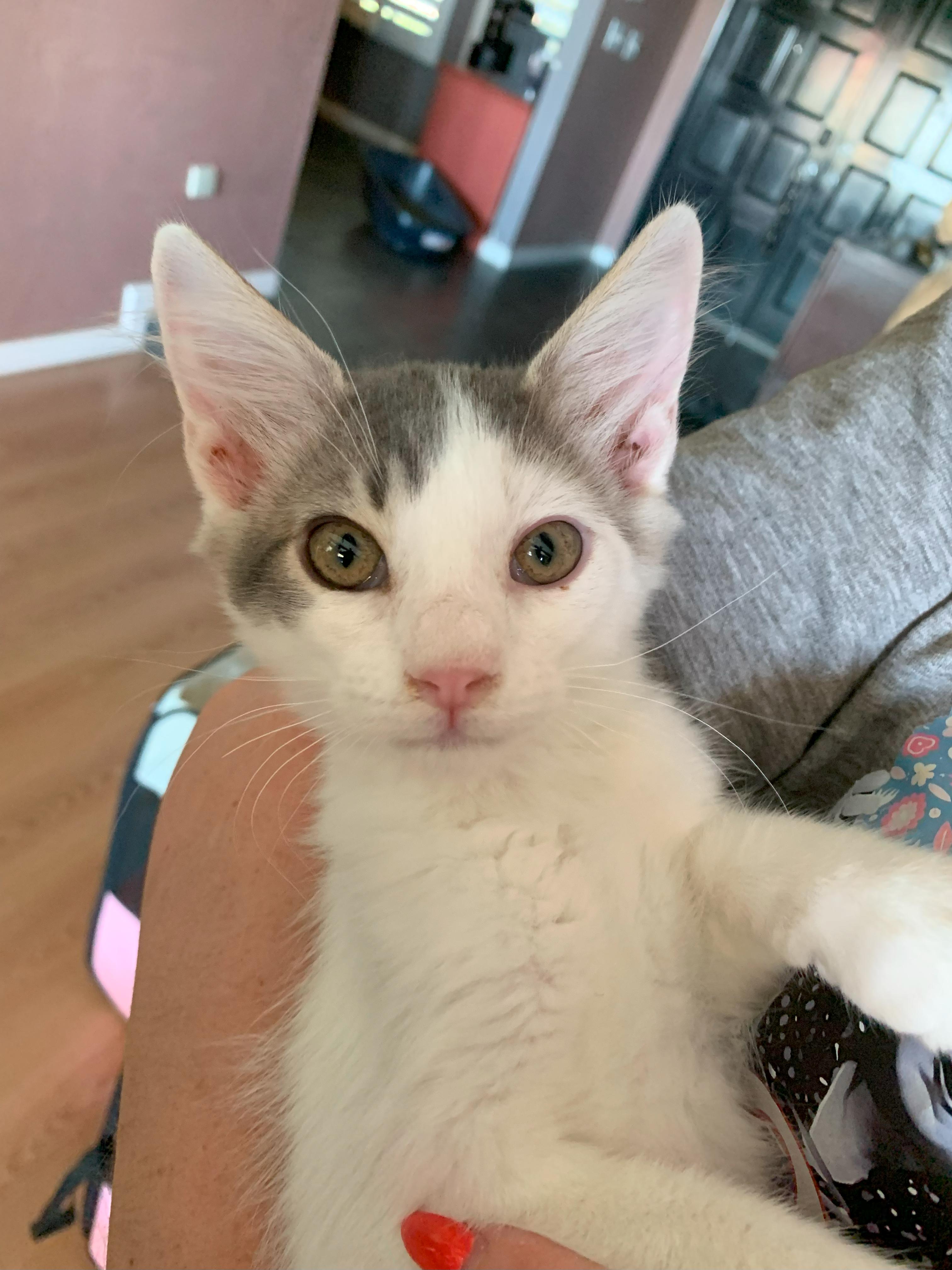 Enlarge Rosemary, a Adoptable Domestic Medium Hair in Fresno, CA image 3/3