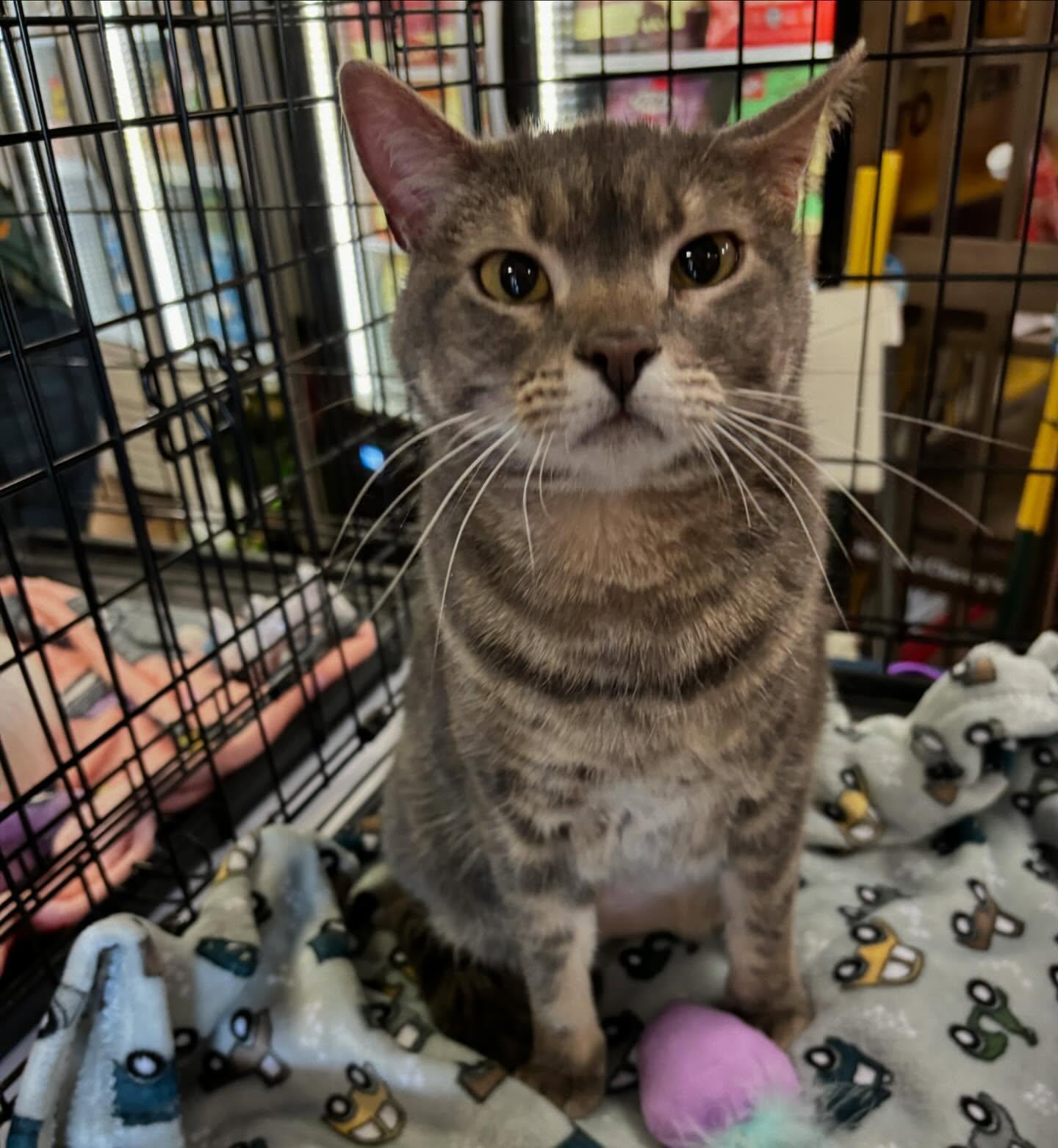 Amity, Adoptable, Adult Female Domestic Short Hair.