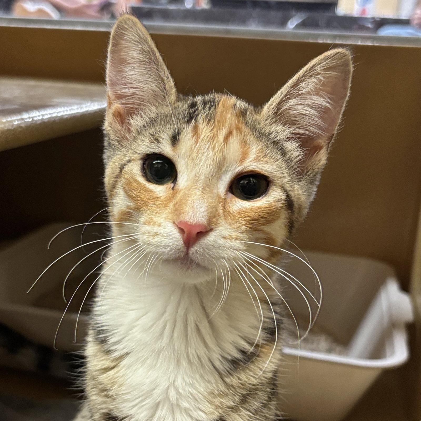Rosalina, Adopted, Kitten Female Domestic Short Hair.