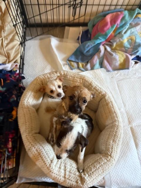 Enlarge Donut, a Adoptable mixed breed in san ramon, CA image 5/5