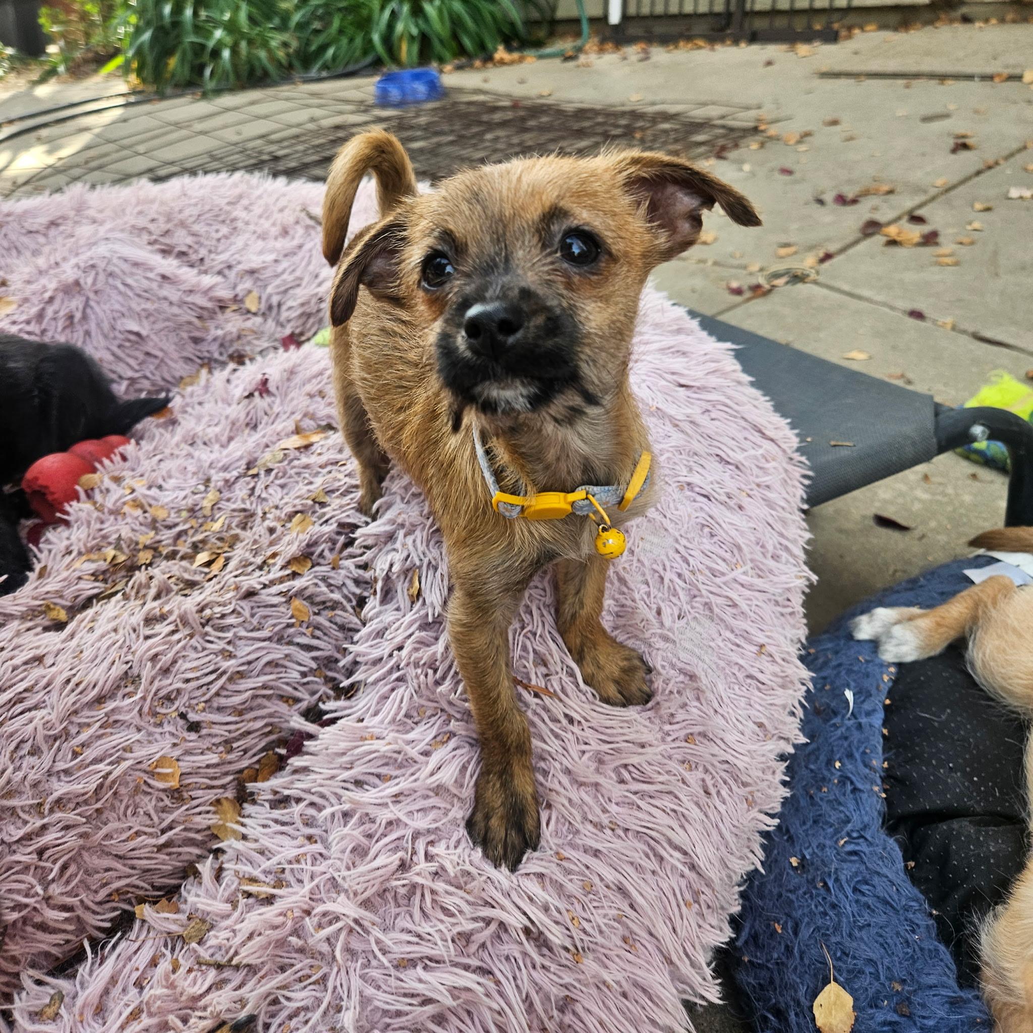 Donut, Adoptable, Puppy Female Jack Russell Terrier & Chihuahua.