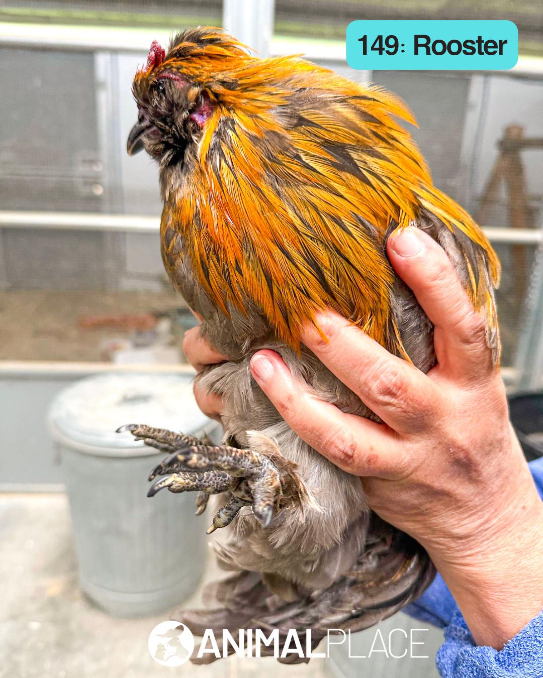 Enlarge Vee, a Adoptable Chicken in Petaluma, CA image 1/1