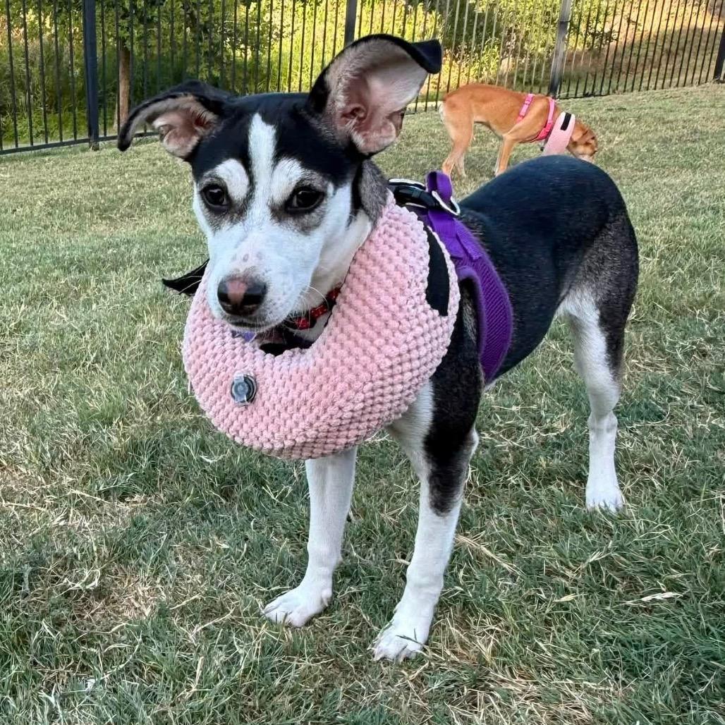 Maizie C808, Adoptable, Young Female Chihuahua & Corgi.