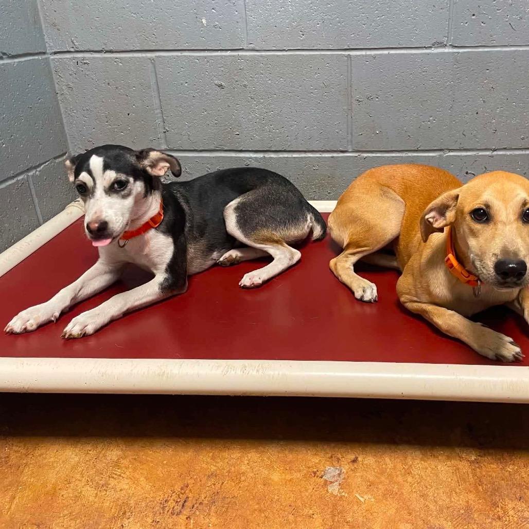 Enlarge Maizie C808, a Adoptable mixed breed in Allen, TX image 2/6