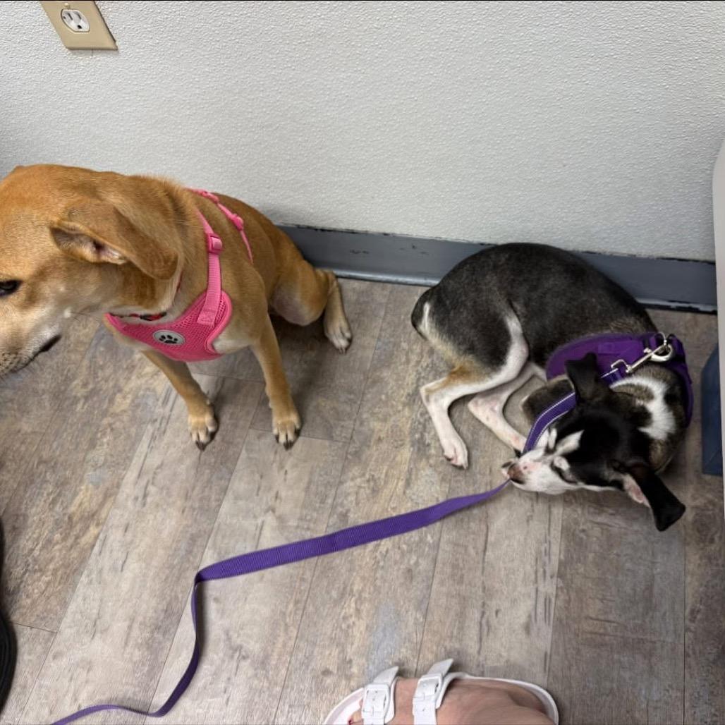 Enlarge Maizie C808, a Adoptable mixed breed in Allen, TX image 3/6