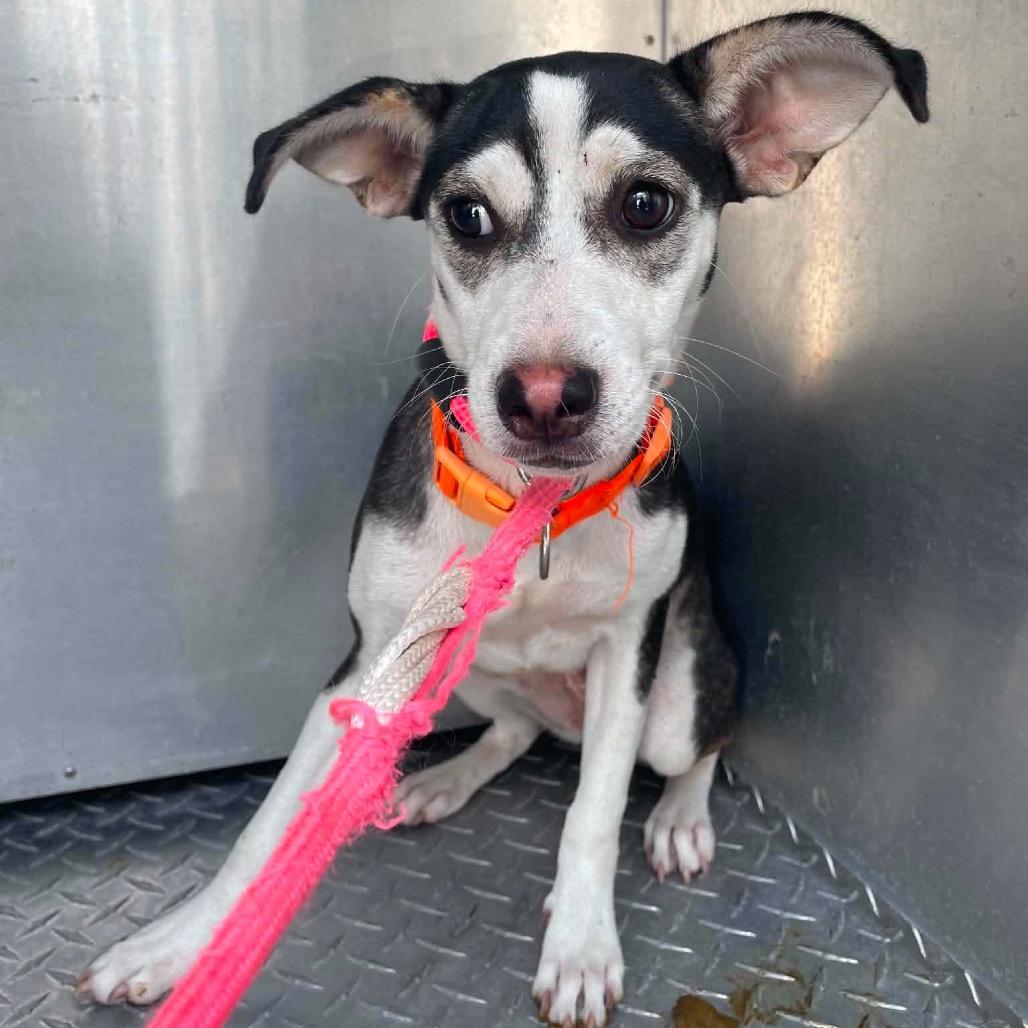 Enlarge Maizie C808, a Adoptable mixed breed in Allen, TX image 5/6
