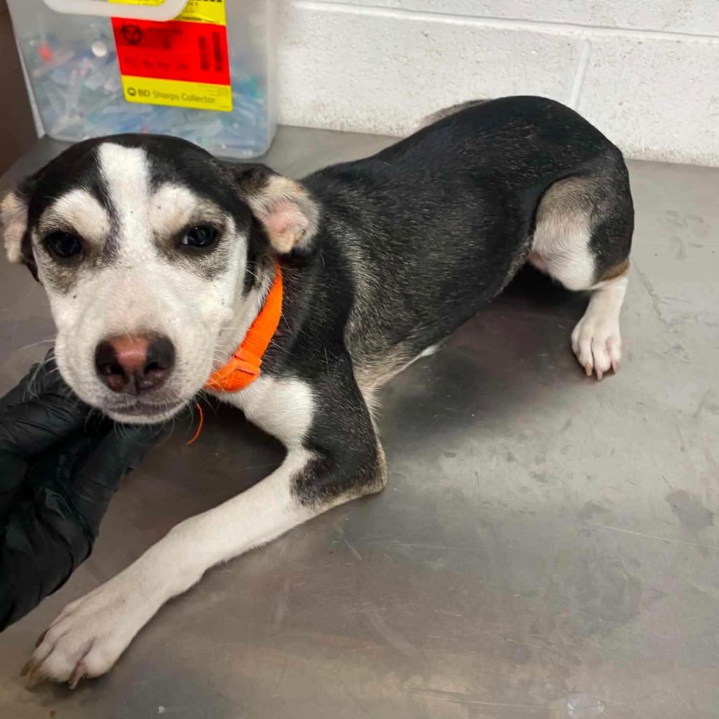 Enlarge Maizie C808, a Adoptable mixed breed in Allen, TX image 6/6