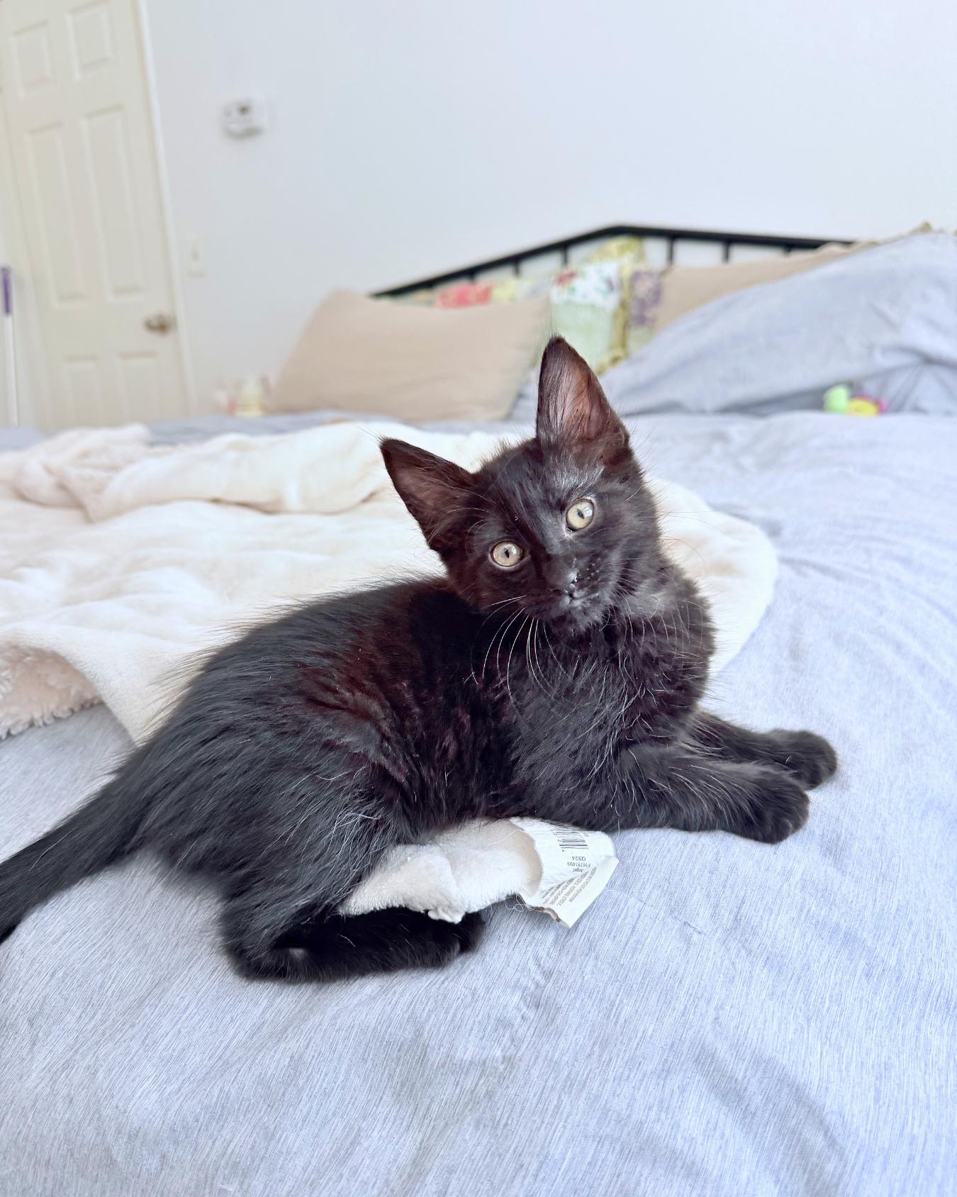 Cats & Kittens for Adoption in Gardnerville, NV | Petfinder