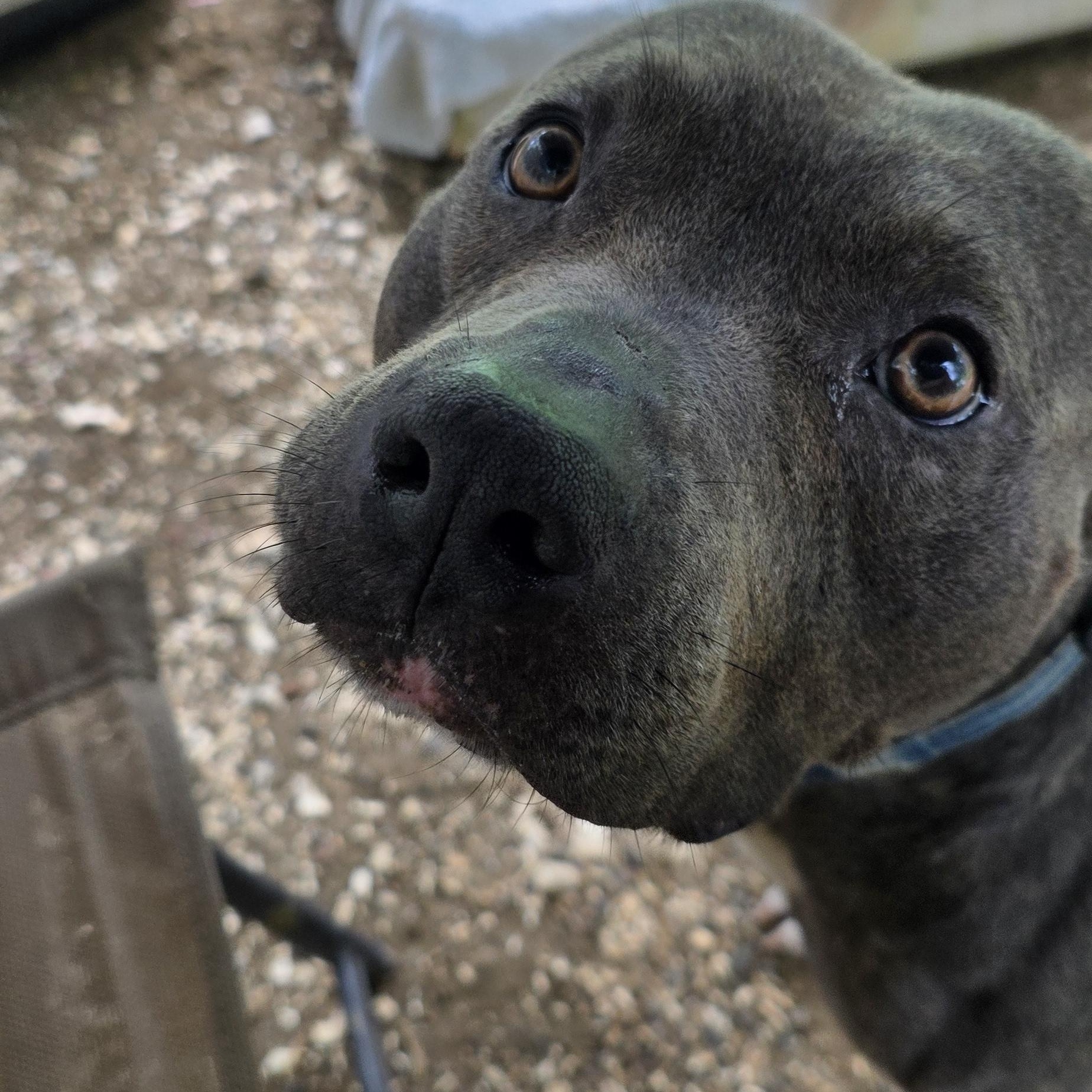 Jasper, ADOPTABLE, Adult Male Bull Terrier.