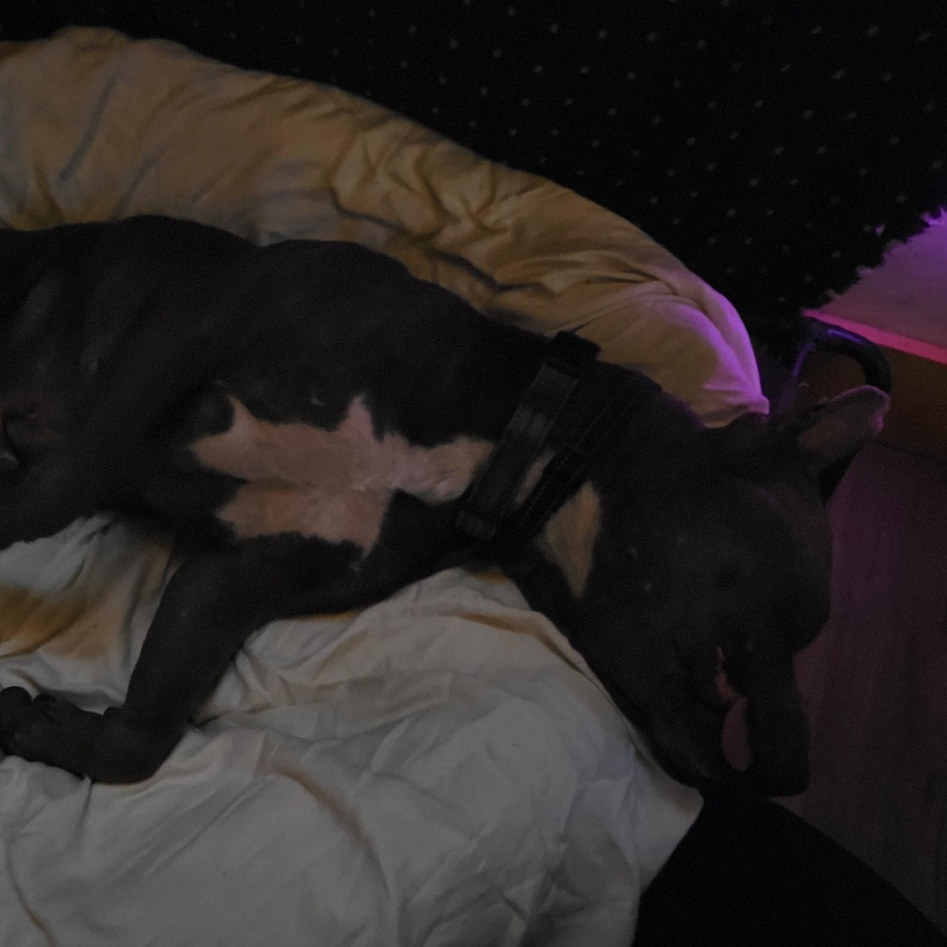 Enlarge Jasper, a ADOPTABLE Bull Terrier in Bristol, VT image 6/6