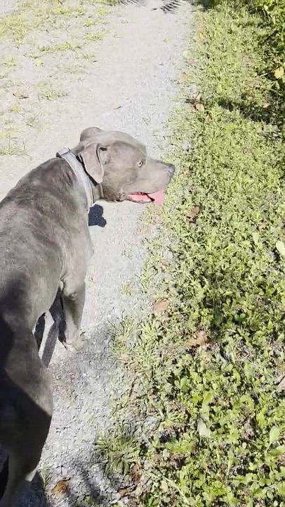 Enlarge Jasper, a ADOPTABLE Bull Terrier in Bristol, VT video 3/6