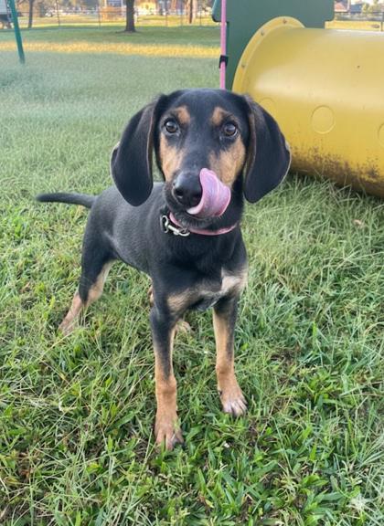 Cannoli, Adoptable, Young Male Hound & Mixed Breed.