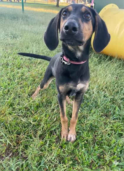 Enlarge Cannoli, a Adoptable mixed breed in Violet, LA image 2/3