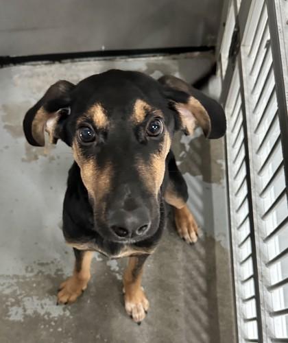 Enlarge Cannoli, a Adoptable mixed breed in Violet, LA image 3/3