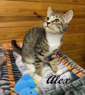 Enlarge Alex - Meet me at The Kitten Around Cat Lounge, an adoptable Tabby in Southern Pines, NC image 2/6