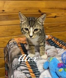 Enlarge Alex - Meet me at The Kitten Around Cat Lounge, an adoptable Tabby in Southern Pines, NC image 6/6