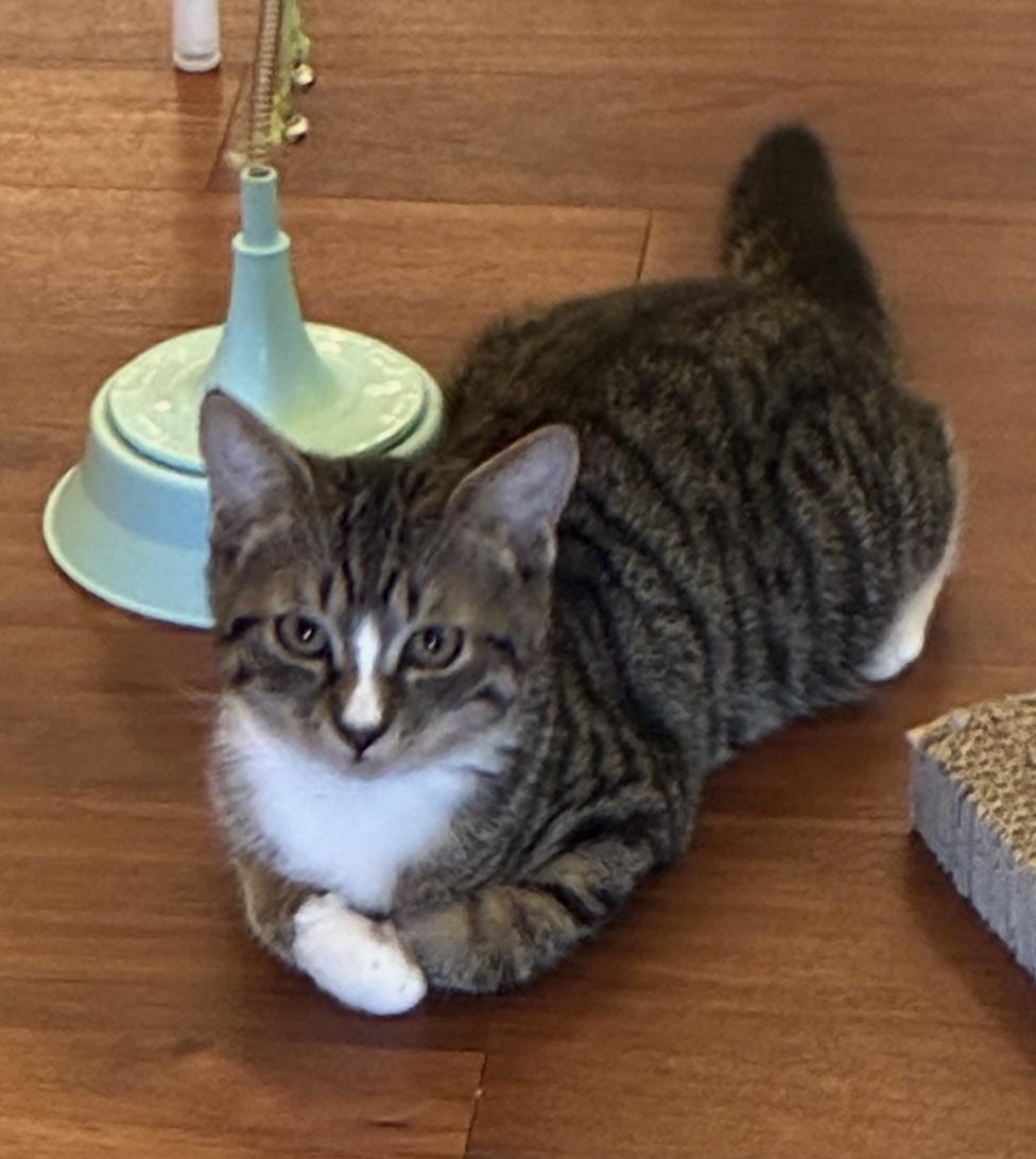 Enlarge Alex - Meet me at The Kitten Around Cat Lounge, an adoptable Tabby in Southern Pines, NC image 5/6
