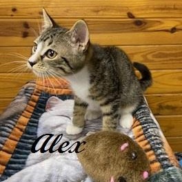 Enlarge Alex - Meet me at The Kitten Around Cat Lounge, an adoptable Tabby in Southern Pines, NC image 1/6