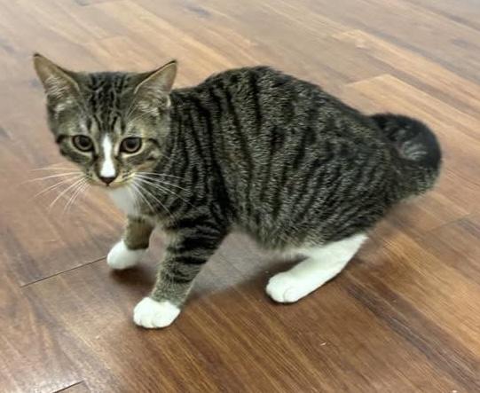 Enlarge Alex - Meet me at The Kitten Around Cat Lounge, an adoptable Tabby in Southern Pines, NC image 3/6