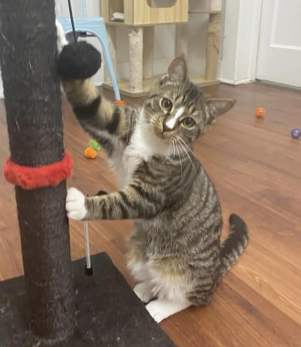 Enlarge Alex - Meet me at The Kitten Around Cat Lounge, a Adoptable Tabby in Southern Pines, NC image 2/4