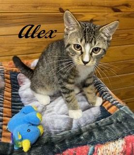 Enlarge Alex - Meet me at The Kitten Around Cat Lounge, an adoptable Tabby in Southern Pines, NC image 4/6