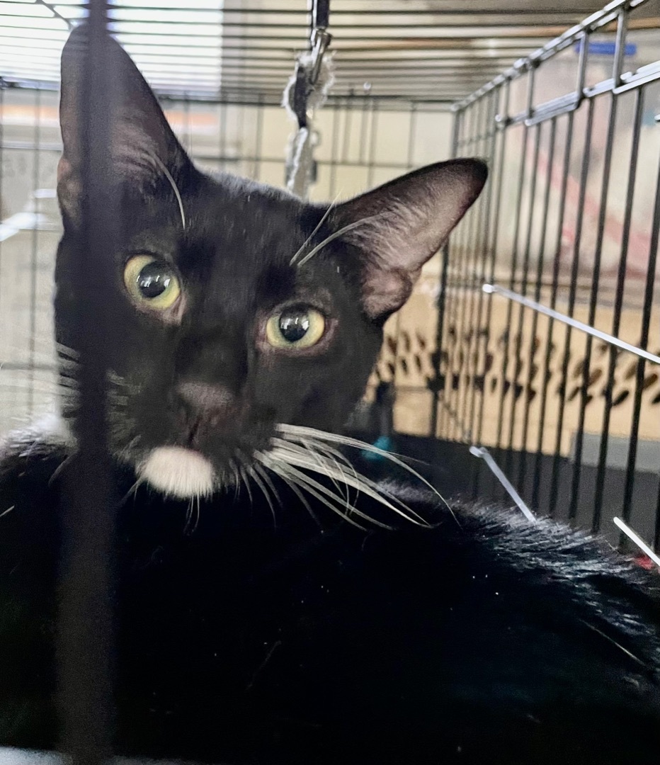 Checkers, Adoptable, Young Male Domestic Short Hair & American Shorthair.