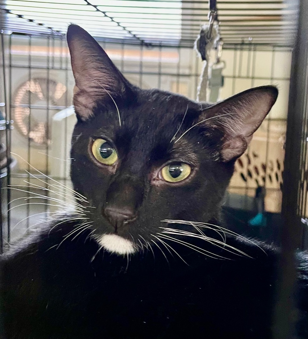 Enlarge Checkers, a Adoptable mixed breed in New Orleans, LA image 2/4