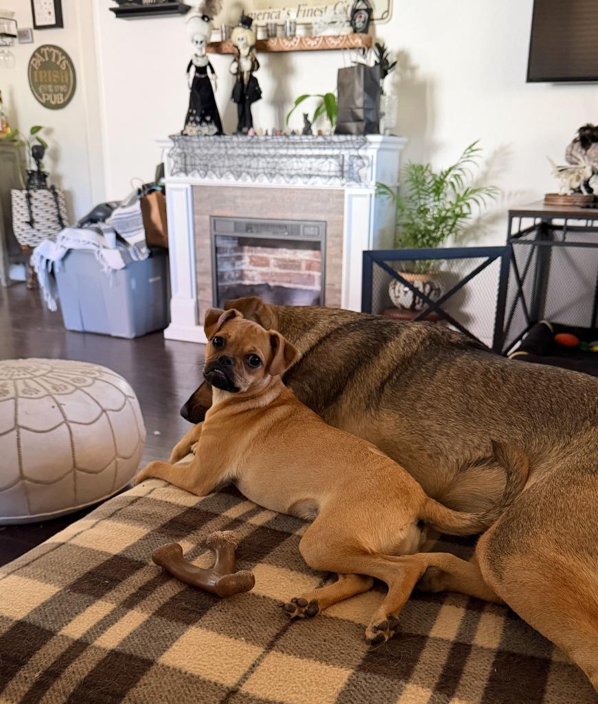 Betina aka Betty, Adoptable, Young Female Pug & Chihuahua.