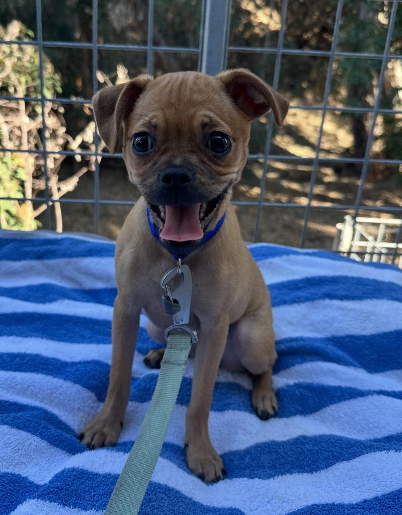 Enlarge Betina aka Betty, a Adoptable mixed breed in El Cajon, CA image 2/4