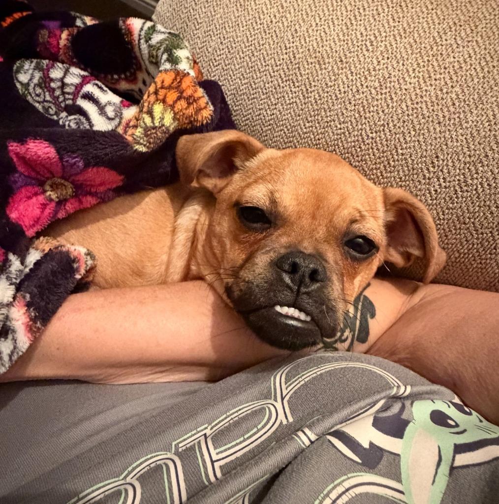 Enlarge Betina aka Betty, a Adoptable mixed breed in El Cajon, CA image 3/4