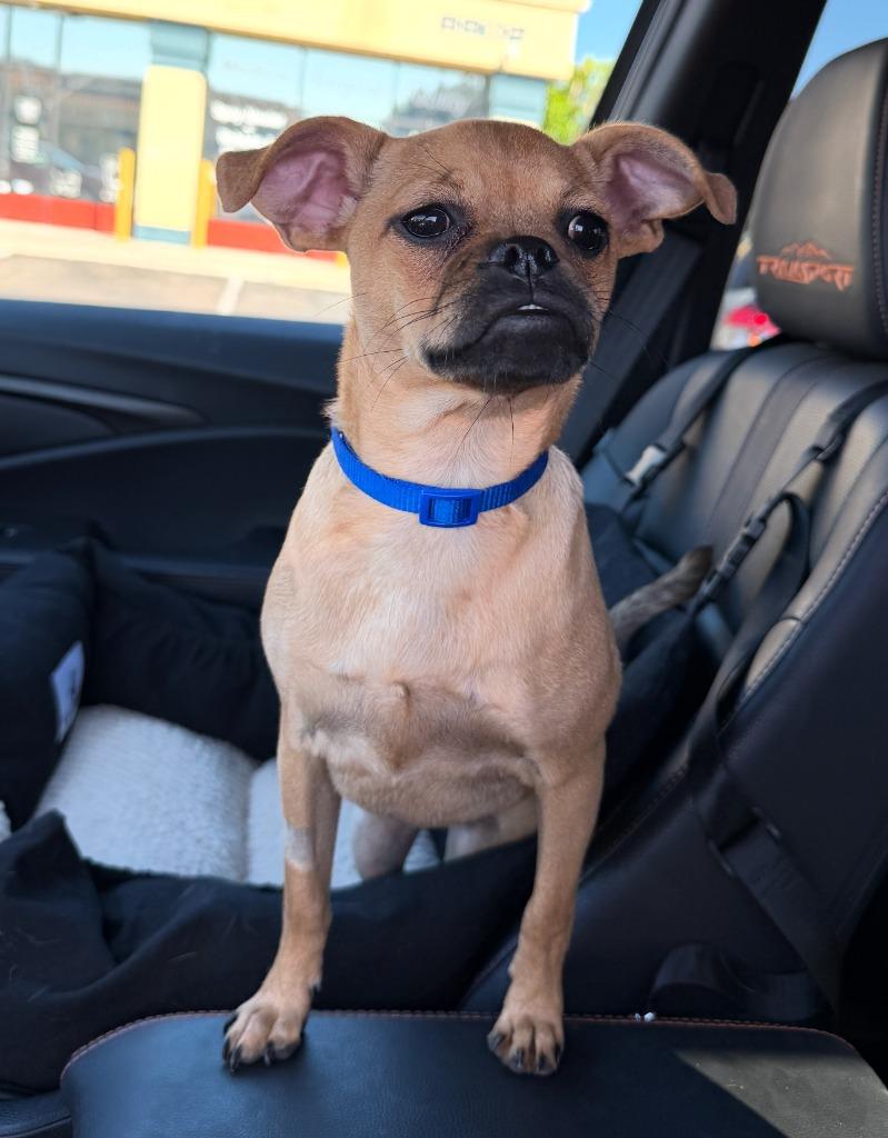 Enlarge Betina aka Betty, a Adoptable mixed breed in El Cajon, CA image 4/4