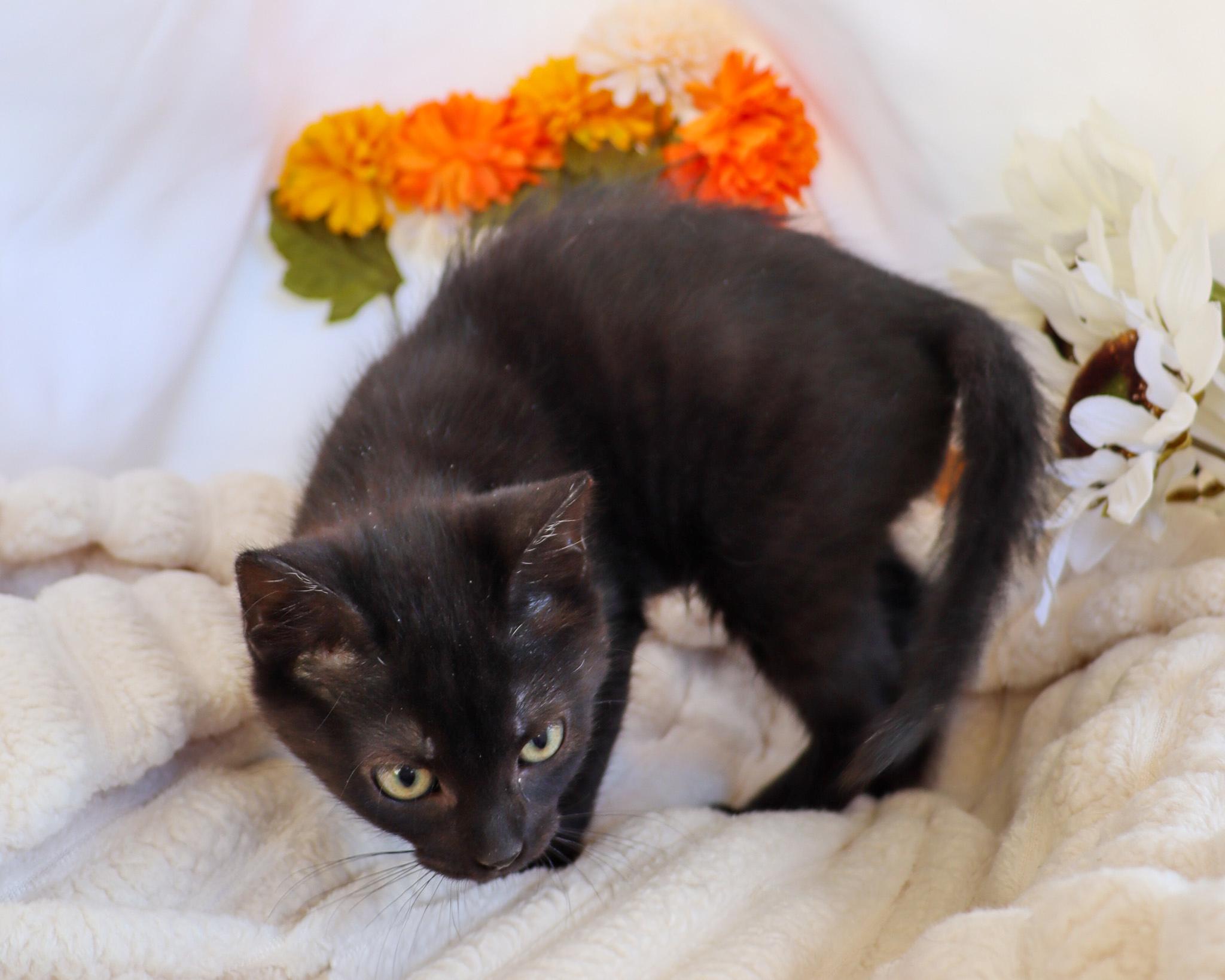 Enlarge Veto (Adoption Pending), an adopted Domestic Short Hair in Ocean Springs, MS image 3/4